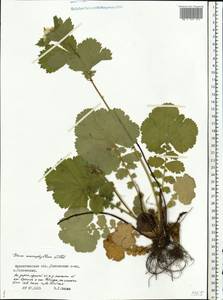 Гравилат крупнолистный Willd., Восточная Европа, Северный район (E1) (Россия)