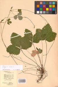 Земляника лесная L., Восточная Европа, Центральный район (E4) (Россия)