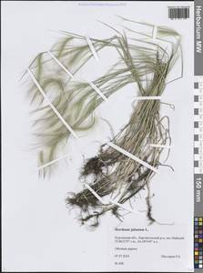 Ячмень гривастый L., Сибирь, Западная Сибирь (S1) (Россия)