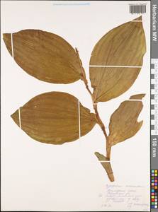 Венерин башмачок крупноцветковый Sw., Сибирь, Дальний Восток (S6) (Россия)