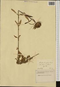 Dianthus barbatus subsp. compactus (Kit.) Heuff., Западная Европа (EUR)