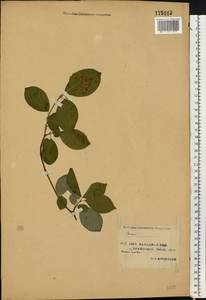 Cornus sanguinea subsp. sanguinea, Восточная Европа, Западный район (E3) (Россия)