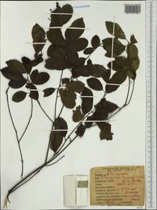 Pittosporum tenuifolium Gaertn., Австралия и Океания (AUSTR) (Новая Зеландия)