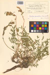 Остролодочник крупноцветковый DC., Сибирь, Дальний Восток (S6) (Россия)