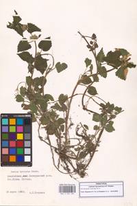 Яснотка белая, Глухая крапива, Кавказ, Азербайджан (K6) (Азербайджан)