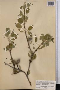 Prunus bucharica (Korsh.) B. Fedtsch., Средняя Азия и Казахстан, Памир и Памиро-Алай (M2) (Киргизия)