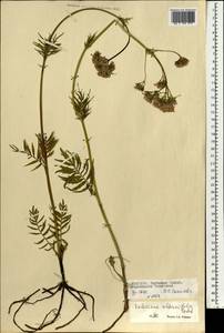 Валериана лекарственная L., Монголия (MONG) (Монголия)