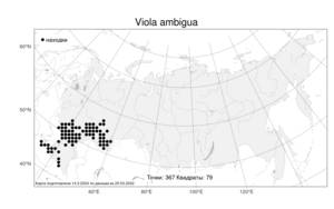 Viola ambigua, Фиалка сомнительная Waldst. & Kit., Атлас флоры России (FLORUS) (Россия)