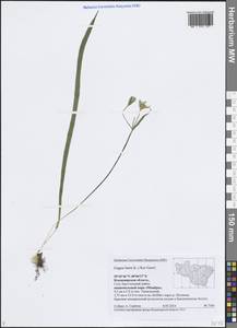 Гусиный лук желтый (L.) Ker Gawl., Восточная Европа, Центральный район (E4) (Россия)