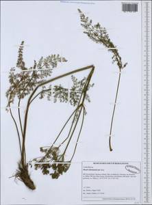 Meum athamanticum Jacq., Западная Европа (EUR) (Германия)