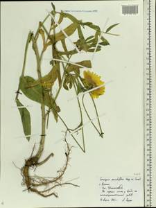 Кореопсис крупноцветковый Hogg ex Sw., Восточная Европа, Центральный район (E4) (Россия)