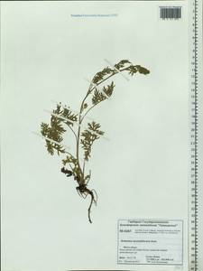 Artemisia laciniata subsp. laciniata, Сибирь, Центральная Сибирь (S3) (Россия)