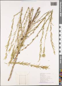 Lactuca viminea subsp. viminea, Кавказ, Черноморское побережье (от Новороссийска до Адлера) (K3) (Россия)