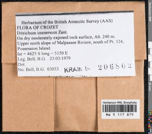 Ditrichum subaustrale Broth., Гербарий мохообразных, Мхи - Антарктика (BAn) (Французские Южные и Антарктические Территории)