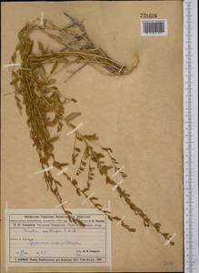 Терескен хохолковый (L.) Gueldenst., Средняя Азия и Казахстан, Муюнкумы, Прибалхашье и Бетпак-Дала (M9) (Казахстан)