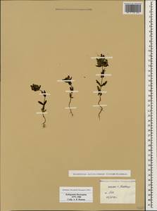 Rhinanthus pumilus (Sterneck) Soldano, Кавказ, Ставропольский край, Карачаево-Черкесия, Кабардино-Балкария (K1b) (Россия)