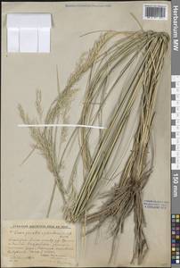 Neotrinia splendens (Trin.) M.Nobis, P.D.Gudkova & A.Nowak, Средняя Азия и Казахстан, Прикаспийский Устюрт и Северное Приаралье (M8) (Казахстан)