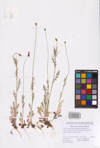 Мак Стевена (Mikheev) Kubát & Šípošová, Восточная Европа, Нижневолжский район (E9) (Россия)