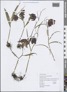 Рябчик шахматный L., Восточная Европа, Центральный лесостепной район (E6) (Россия)