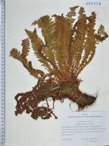 Щитовник пахучий (L.) Schott, Сибирь, Дальний Восток (S6) (Россия)