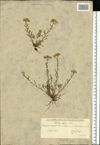Тысячелистник щетинистый, Чихотник щетинистый Waldst. & Kit., Восточная Европа, Нижневолжский район (E9) (Россия)