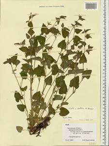 Viola ×kiliensis E. H. L. Krause, Восточная Европа, Западный район (E3) (Россия)