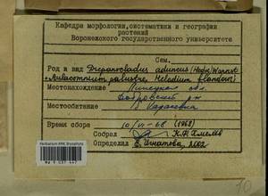 Helodium blandowii (F. Weber & D. Mohr) Warnst., Гербарий мохообразных, Мхи - Центральное Черноземье (B10) (Россия)