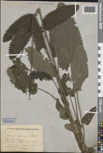 Betonica officinalis subsp. officinalis, Восточная Европа, Московская область и Москва (E4a) (Россия)