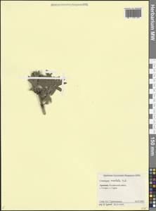 Боярышник восточный Pall. ex M.Bieb., Кавказ, Армения (K5) (Армения)