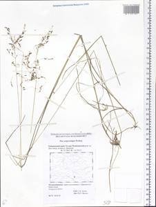 Poa pratensis subsp. pratensis, Сибирь, Дальний Восток (S6) (Россия)