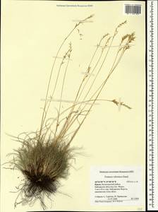 Овсяница валисская, Типчак Schleich. ex Gaudin, Крым (KRYM) (Россия)