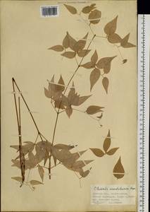 Ломонос маньчжурский (Rupr.) Ohwi, Сибирь, Дальний Восток (S6) (Россия)