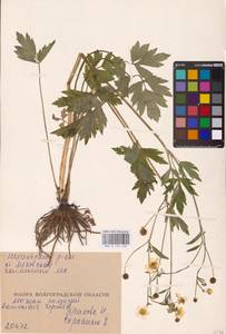 Лютик ползучий L., Восточная Европа, Нижневолжский район (E9) (Россия)