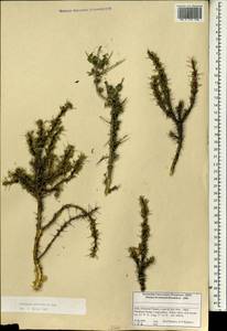 Caragana brevifolia Kom., Зарубежная Азия (ASIA) (Индия)