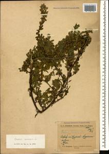 Стальник полевой L., Кавказ, Северная Осетия, Ингушетия и Чечня (K1c) (Россия)