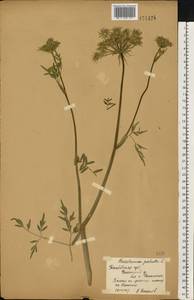 Гирчовница болотная (L.) Hoffm., Восточная Европа, Центральный лесостепной район (E6) (Россия)