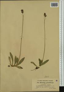Pilosella stoloniflora (Waldst. & Kit.) F. W. Schultz & Sch. Bip., Западная Европа (EUR) (Швейцария)