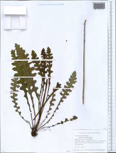 Мытник скипетровидный L., Восточная Европа, Средневолжский район (E8) (Россия)