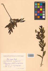 Падуб морщинистый F.Schmidt, Сибирь, Дальний Восток (S6) (Россия)