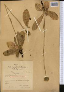 Trommsdorffia maculata (L.) Bernh., Средняя Азия и Казахстан, Северный и Центральный Казахстан (M10) (Казахстан)