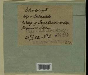 Pleurozium schreberi (Willd. ex Brid.) Mitt., Гербарий мохообразных, Мхи - Пермский край, Удмуртия, Свердловская и Кировская области (B8) (Россия)