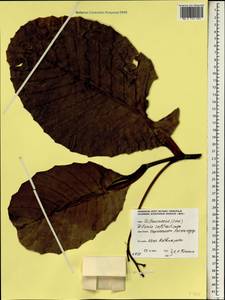 Dillenia suffruticosa (Griff.) Martelli, Зарубежная Азия (ASIA) (Шри-Ланка)