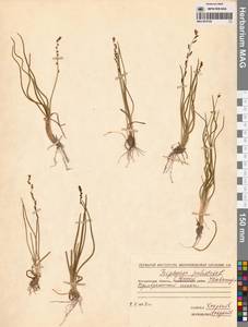 Триостренник болотный L., Сибирь, Чукотка и Камчатка (S7) (Россия)