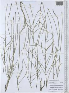 Хвощ ветвистый Desf., Средняя Азия и Казахстан, Западный Тянь-Шань и Каратау (M3) (Киргизия)