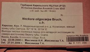 MW 9 111 206, Neckera oligocarpa Bruch, Гербарий мохообразных, Мхи - Карелия, Ленинградская и Мурманская области (B4) (Россия)