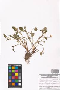 Viola ×kiliensis E. H. L. Krause, Восточная Европа, Московская область и Москва (E4a) (Россия)