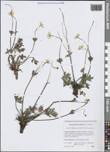 Anemonastrum narcissiflorum subsp. crinitum (Juz.) Raus, Сибирь, Дальний Восток (S6) (Россия)