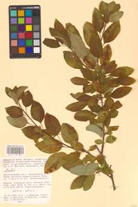 Яблоня, Восточная Европа, Нижневолжский район (E9) (Россия)