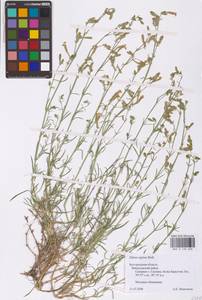 Смолевка приземистая M.Bieb., Восточная Европа, Центральный лесостепной район (E6) (Россия)