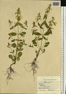 Чистец однолетний (L.) L., Восточная Европа, Центральный лесостепной район (E6) (Россия)